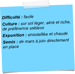 
Difficulté : facileCulture : sur sol léger, aéré et riche, de préférence sableux Exposition : ensoleillée et chaudeSemis : de mars à juin directement en place