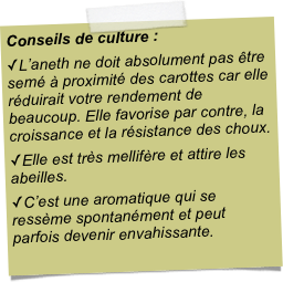 Conseils de culture :L’aneth ne doit absolument pas être semé à proximité des carottes car elle réduirait votre rendement de beaucoup. Elle favorise par contre, la croissance et la résistance des choux. Elle est très mellifère et attire les abeilles. C’est une aromatique qui se ressème spontanément et peut parfois devenir envahissante.