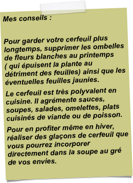 Mes conseils :Pour garder votre cerfeuil plus longtemps, supprimer les ombelles de fleurs blanches au printemps ( qui épuisent la plante au détriment des feuilles) ainsi que les éventuelles feuilles jaunies. Le cerfeuil est très polyvalent en cuisine. Il agrémente sauces, soupes, salades, omelettes, plats cuisinés de viande ou de poisson.Pour en profiter même en hiver, réaliser des glaçons de cerfeuil que vous pourrez incorporer directement dans la soupe au gré de vos envies.