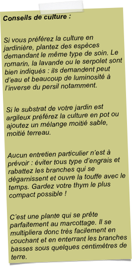 Conseils de culture : Si vous préférez la culture en jardinière, plantez des espèces demandant le même type de soin. Le romarin, la lavande ou le serpolet sont bien indiqués : ils demandent peut d’eau et beaucoup de luminosité à l’inverse du persil notamment. Si le substrat de votre jardin est argileux préférez la culture en pot ou ajoutez un mélange moitié sable, moitié terreau. Aucun entretien particulier n’est à prévoir : éviter tous type d’engrais et rabattez les branches qui se dégarnissent et ouvre la touffe avec le temps. Gardez votre thym le plus compact possible ! C’est une plante qui se prête parfaitement au marcottage. Il se multipliera donc très facilement en couchant et en enterrant les branches basses sous quelques centimètres de terre.