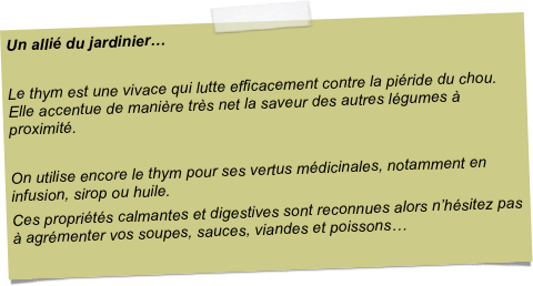 Un allié du jardinier…Le thym est une vivace qui lutte efficacement contre la piéride du chou. Elle accentue de manière très net la saveur des autres légumes à proximité. On utilise encore le thym pour ses vertus médicinales, notamment en infusion, sirop ou huile. Ces propriétés calmantes et digestives sont reconnues alors n’hésitez pas à agrémenter vos soupes, sauces, viandes et poissons…