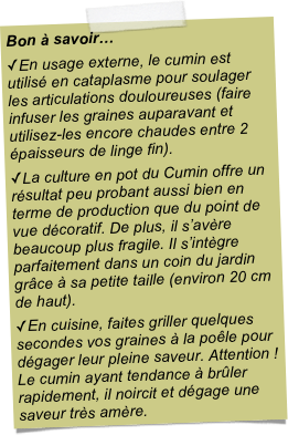 Bon à savoir…En usage externe, le cumin est utilisé en cataplasme pour soulager les articulations douloureuses (faire infuser les graines auparavant et utilisez-les encore chaudes entre 2 épaisseurs de linge fin).La culture en pot du Cumin offre un résultat peu probant aussi bien en terme de production que du point de vue décoratif. De plus, il s’avère beaucoup plus fragile. Il s’intègre parfaitement dans un coin du jardin grâce à sa petite taille (environ 20 cm de haut).En cuisine, faites griller quelques secondes vos graines à la poêle pour dégager leur pleine saveur. Attention ! Le cumin ayant tendance à brûler rapidement, il noircit et dégage une saveur très amère.