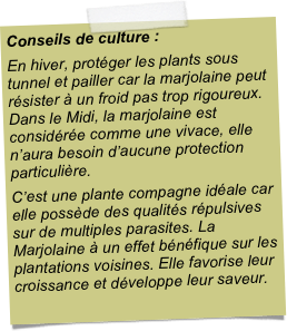 Conseils de culture :En hiver, protéger les plants sous tunnel et pailler car la marjolaine peut résister à un froid pas trop rigoureux. Dans le Midi, la marjolaine est considérée comme une vivace, elle n’aura besoin d’aucune protection particulière.C’est une plante compagne idéale car elle possède des qualités répulsives sur de multiples parasites. La Marjolaine à un effet bénéfique sur les plantations voisines. Elle favorise leur croissance et développe leur saveur.