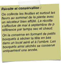 Récolte et conservation :On collecte les feuilles et surtout les fleurs au sommet de la plante avec un sécateur bien affûté. La récolte s’effectue de mai à septembre de p référence par temps sec et chaud.On la conserve en formant de petits bouquets à sécher la tête en bas dans un local aéré et à l’ombre. Les bouquets ainsi séchés se conserve uniquement une année.