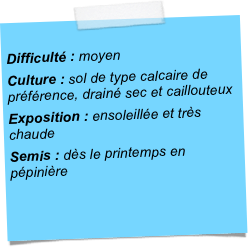 
Difficulté : moyenCulture : sol de type calcaire de préférence, drainé sec et caillouteuxExposition : ensoleillée et très chaudeSemis : dès le printemps en pépinière