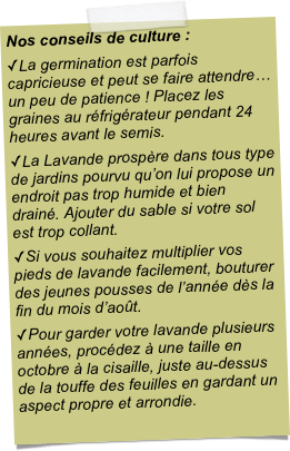 Nos conseils de culture :La germination est parfois capricieuse et peut se faire attendre…un peu de patience ! Placez les graines au réfrigérateur pendant 24 heures avant le semis.La Lavande prospère dans tous type de jardins pourvu qu’on lui propose un endroit pas trop humide et bien drainé. Ajouter du sable si votre sol est trop collant.Si vous souhaitez multiplier vos pieds de lavande facilement, bouturer des jeunes pousses de l’année dès la fin du mois d’août.Pour garder votre lavande plusieurs années, procédez à une taille en octobre à la cisaille, juste au-dessus de la touffe des feuilles en gardant un aspect propre et arrondie.