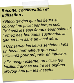 Récolte, conservation et utilisation :Récolter dès que les fleurs se colorent en juillet par temps sec. Prélevez les épis floraux épanouies et formez des bouquets suspendus la tête en bas dans un local aéré.Conserver les fleurs séchées dans un bocal hermétique que vous utiliserez pour préparer en infusion. En usage externe, on utilise les feuilles fraîches contre les piqûres provoquées par les insectes.