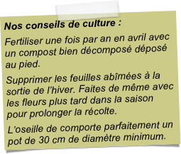Nos conseils de culture :Fertiliser une fois par an en avril avec un compost bien décomposé déposé au pied.Supprimer les feuilles abîmées à la sortie de l’hiver. Faites de même avec les fleurs plus tard dans la saison pour prolonger la récolte.L’oseille de comporte parfaitement un pot de 30 cm de diamètre minimum.
