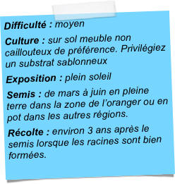 Difficulté : moyenCulture : sur sol meuble non caillouteux de préférence. Privilégiez un substrat sablonneuxExposition : plein soleilSemis : de mars à juin en pleine terre dans la zone de l’oranger ou en pot dans les autres régions.Récolte : environ 3 ans après le semis lorsque les racines sont bien formées.
