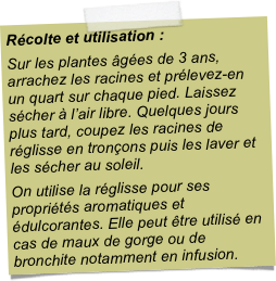 Récolte et utilisation :Sur les plantes âgées de 3 ans, arrachez les racines et prélevez-en un quart sur chaque pied. Laissez sécher à l’air libre. Quelques jours plus tard, coupez les racines de réglisse en tronçons puis les laver et les sécher au soleil.On utilise la réglisse pour ses propriétés aromatiques et édulcorantes. Elle peut être utilisé en cas de maux de gorge ou de bronchite notamment en infusion.