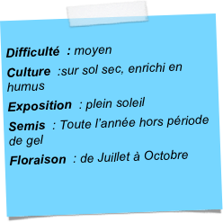 
Difficulté  : moyenCulture  :sur sol sec, enrichi en humusExposition  : plein soleilSemis  : Toute l’année hors période de gelFloraison  : de Juillet à Octobre