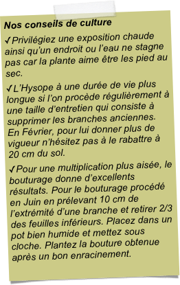 Nos conseils de culturePrivilégiez une exposition chaude ainsi qu’un endroit ou l’eau ne stagne pas car la plante aime être les pied au sec.L’Hysope à une durée de vie plus longue si l’on procède régulièrement à une taille d’entretien qui consiste à supprimer les branches anciennes. En Février, pour lui donner plus de vigueur n’hésitez pas à le rabattre à 20 cm du sol.Pour une multiplication plus aisée, le bouturage donne d’excellents résultats. Pour le bouturage procédé en Juin en prélevant 10 cm de l’extrémité d’une branche et retirer 2/3 des feuilles inférieurs. Placez dans un pot bien humide et mettez sous cloche. Plantez la bouture obtenue après un bon enracinement.
