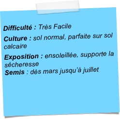 
Difficulté : Très Facile
Culture : sol normal, parfaite sur sol calcaire 
Exposition : ensoleillée, supporte la sécheresse Semis : dès mars jusqu’à juillet 
