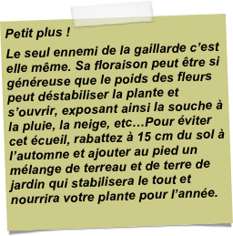 Petit plus !Le seul ennemi de la gaillarde c’est elle même. Sa floraison peut être si généreuse que le poids des fleurs peut déstabiliser la plante et s’ouvrir, exposant ainsi la souche à la pluie, la neige, etc…Pour éviter cet écueil, rabattez à 15 cm du sol à l’automne et ajouter au pied un mélange de terreau et de terre de jardin qui stabilisera le tout et nourrira votre plante pour l’année.