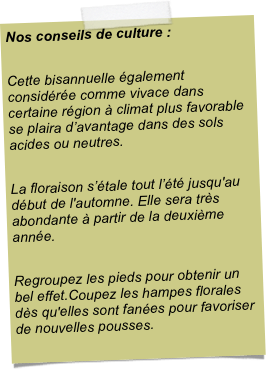 Nos conseils de culture :Cette bisannuelle également considérée comme vivace dans certaine région à climat plus favorable se plaira d’avantage dans des sols acides ou neutres. La floraison s’étale tout l’été jusqu'au début de l'automne. Elle sera très abondante à partir de la deuxième année. Regroupez les pieds pour obtenir un bel effet.Coupez les hampes florales dès qu'elles sont fanées pour favoriser de nouvelles pousses.