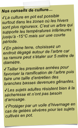 Nos conseils de culture…La culture en pot est possible surtout dans les zones où les hivers sont plus rigoureux. C’est un arbre qui supporte les températures inférieures jusqu’à -15°C mais sur une courte période.En pleine terre, choisissez un endroit dégagé autour de l’arbre car sa ramure peut s’étaler sur 5 mètre de diamètre.Tailler les premières années pour favoriser la ramification de l’arbre puis faire une taille d’entretien des branches basses devenues gênantes.Les sujets adultes résistent bien à la sécheresse et n’ont pas besoin d’arrosage.Protéger par un voile d’hivernage en cas de gelées sévères pour les sujets cultivés en pot.