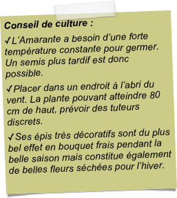Conseil de culture :L’Amarante a besoin d’une forte température constante pour germer. Un semis plus tardif est donc possible.Placer dans un endroit à l’abri du vent. La plante pouvant atteindre 80 cm de haut, prévoir des tuteurs discrets.Ses épis très décoratifs sont du plus bel effet en bouquet frais pendant la belle saison mais constitue également de belles fleurs séchées pour l’hiver.