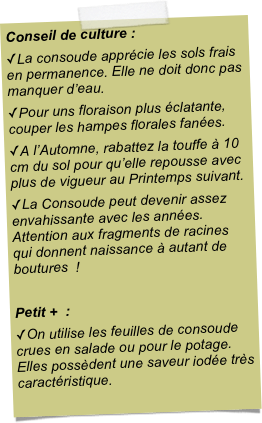 Conseil de culture :La consoude apprécie les sols frais en permanence. Elle ne doit donc pas manquer d’eau.Pour uns floraison plus éclatante, couper les hampes florales fanées. A l’Automne, rabattez la touffe à 10 cm du sol pour qu’elle repousse avec plus de vigueur au Printemps suivant.La Consoude peut devenir assez envahissante avec les années. Attention aux fragments de racines qui donnent naissance à autant de boutures  !Petit +  :On utilise les feuilles de consoude crues en salade ou pour le potage. Elles possèdent une saveur iodée très caractéristique.