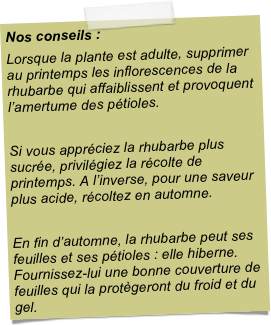 Nos conseils :Lorsque la plante est adulte, supprimer au printemps les inflorescences de la rhubarbe qui affaiblissent et provoquent l’amertume des pétioles. Si vous appréciez la rhubarbe plus sucrée, privilégiez la récolte de printemps. A l’inverse, pour une saveur plus acide, récoltez en automne. En fin d’automne, la rhubarbe peut ses feuilles et ses pétioles : elle hiberne. Fournissez-lui une bonne couverture de feuilles qui la protègeront du froid et du gel.