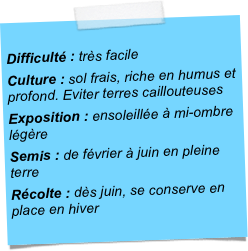 
Difficulté : très facileCulture : sol frais, riche en humus et profond. Eviter terres caillouteusesExposition : ensoleillée à mi-ombre légèreSemis : de février à juin en pleine terreRécolte : dès juin, se conserve en place en hiver