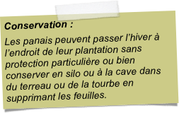 Conservation : Les panais peuvent passer l’hiver à l’endroit de leur plantation sans protection particulière ou bien conserver en silo ou à la cave dans du terreau ou de la tourbe en supprimant les feuilles. 
