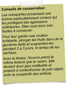 Conseils de conservationLes coloquintes produisent une écorce particulièrement coriace qui les protègent des agressions extérieures. Elles sont donc très faciles à conserver. Pour leur garder une couleur éclatante, plonger les fruits dans de la glycérine tiède et suspendez-les pendant 2 à 3 jours, le temps de les séchées. Avec le temps, l’écorce prend la même texture que le carton. Elle devient donc plus malléable et propice à confectionner de jolis objets avec la complicité des enfants.