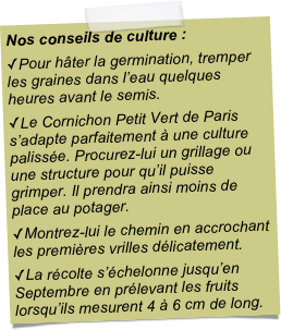 Nos conseils de culture :Pour hâter la germination, tremper les graines dans l’eau quelques heures avant le semis.Le Cornichon Petit Vert de Paris s’adapte parfaitement à une culture palissée. Procurez-lui un grillage ou une structure pour qu’il puisse grimper. Il prendra ainsi moins de place au potager. Montrez-lui le chemin en accrochant les premières vrilles délicatement.La récolte s’échelonne jusqu’en Septembre en prélevant les fruits lorsqu’ils mesurent 4 à 6 cm de long.