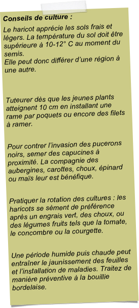 Conseils de culture :Le haricot apprécie les sols frais et légers. La température du sol doit être supérieure à 10-12° C au moment du semis. Elle peut donc différer d’une région à une autre. Tuteurer dès que les jeunes plants atteignent 10 cm en installant une rame par poquets ou encore des filets à ramer.Pour contrer l’invasion des pucerons noirs, semer des capucines à proximité. La compagnie des aubergines, carottes, choux, épinard ou maïs leur est bénéfique.Pratiquer la rotation des cultures : les haricots se sèment de préférence après un engrais vert, des choux, ou des légumes fruits tels que la tomate, le concombre ou la courgette.Une période humide puis chaude peut entraîner le jaunissement des feuilles et l’installation de maladies. Traitez de manière préventive à la bouillie bordelaise.