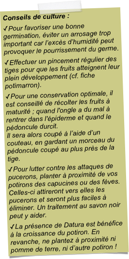 Conseils de culture :Pour favoriser une bonne germination, éviter un arrosage trop important car l’excès d’humidité peut provoquer le pourrissement du germe.Effectuer un pincement régulier des tiges pour que les fruits atteignent leur plein développement (cf. fiche potimarron).Pour une conservation optimale, il est conseillé de récolter les fruits à maturité ; quand l'ongle a du mal à rentrer dans l'épiderme et quand le pédoncule durcit.  Il sera alors coupé à l’aide d’un couteau, en gardant un morceau du pédoncule coupé au plus près de la tige.Pour lutter contre les attaques de pucerons, planter à proximité de vos potirons des capucines ou des fèves. Celles-ci attireront vers elles les pucerons et seront plus faciles à éliminer. Un traitement au savon noir peut y aider. La présence de Datura est bénéfice à la croissance du potiron. En revanche, ne plantez à proximité ni pomme de terre, ni d’autre potiron !