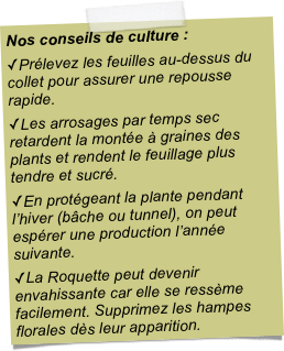 Nos conseils de culture :Prélevez les feuilles au-dessus du collet pour assurer une repousse rapide. Les arrosages par temps sec retardent la montée à graines des plants et rendent le feuillage plus tendre et sucré.En protégeant la plante pendant l’hiver (bâche ou tunnel), on peut espérer une production l’année suivante.La Roquette peut devenir envahissante car elle se ressème facilement. Supprimez les hampes florales dès leur apparition. 