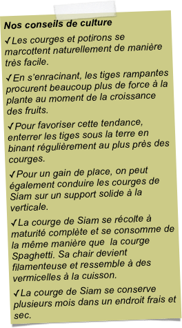 Nos conseils de cultureLes courges et potirons se marcottent naturellement de manière très facile.En s’enracinant, les tiges rampantes procurent beaucoup plus de force à la plante au moment de la croissance des fruits.Pour favoriser cette tendance, enterrer les tiges sous la terre en binant régulièrement au plus près des courges.Pour un gain de place, on peut également conduire les courges de Siam sur un support solide à la verticale.La courge de Siam se récolte à maturité complète et se consomme de la même manière que  la courge Spaghetti. Sa chair devient filamenteuse et ressemble à des vermicelles à la cuisson. La courge de Siam se conserve plusieurs mois dans un endroit frais et sec.
